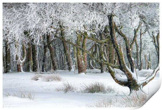Winter's day Print by geoff shoults