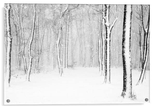 Winter in monochrome Acrylic by geoff shoults