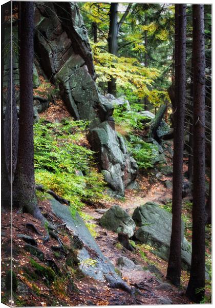 Narrow Footpath in Mountain Forest  Canvas Print by Artur Bogacki