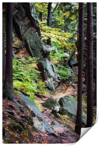 Narrow Footpath in Mountain Forest  Print by Artur Bogacki