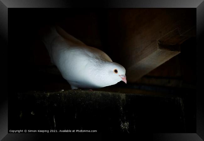 DOVE FROM ABOVE Framed Print by Simon Keeping