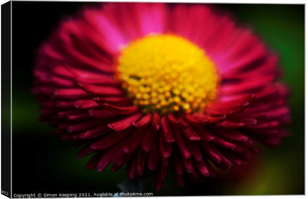 PINK AND YELLOW Canvas Print by Simon Keeping