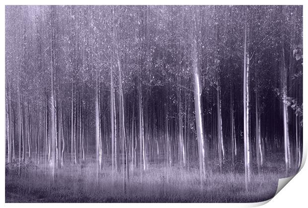 Abstract Trees Print by andrew bowkett