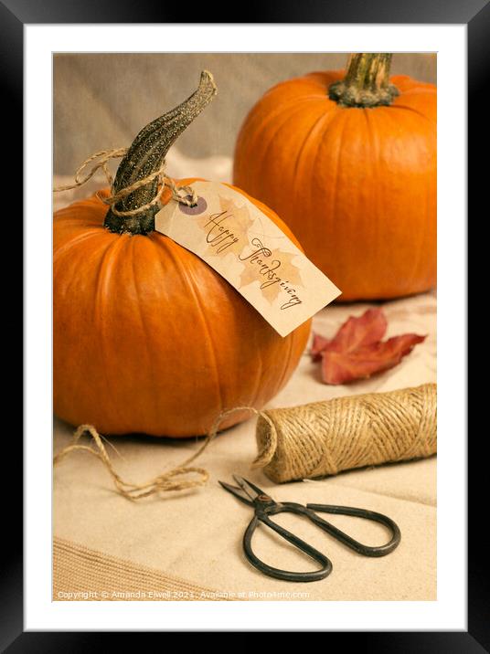 Pumpkins For Thanksgiving Framed Mounted Print by Amanda Elwell