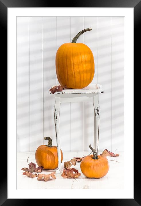 Thanksgiving Pumpkin Display Framed Mounted Print by Amanda Elwell