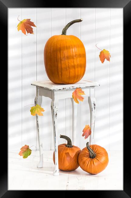 Pumpkins For Thanksgiving Framed Print by Amanda Elwell