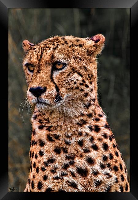 The Pensive Cheetah Framed Print by Chris Lord