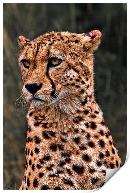 The Pensive Cheetah Print by Chris Lord