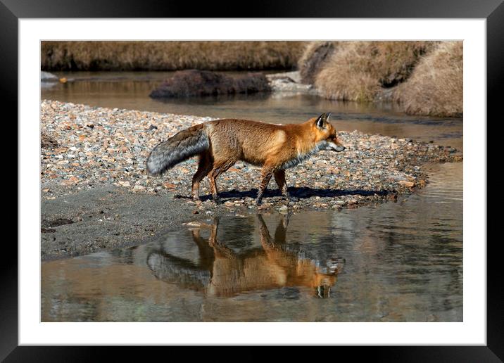 Red Fox Reflected in River Framed Mounted Print by Arterra 
