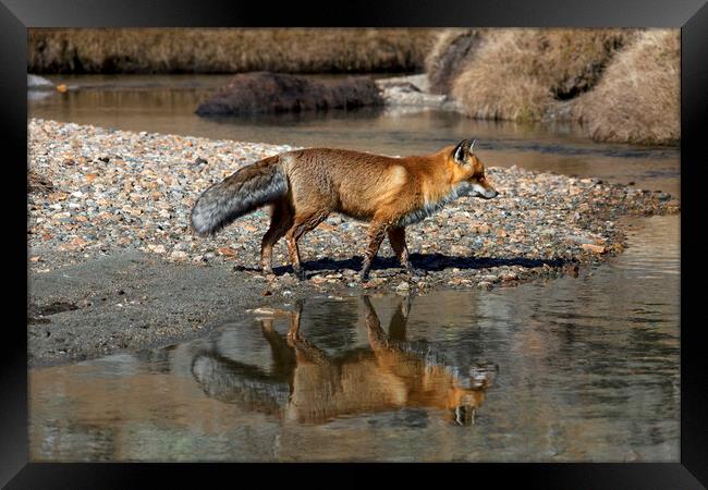 Red Fox Reflected in River Framed Print by Arterra 