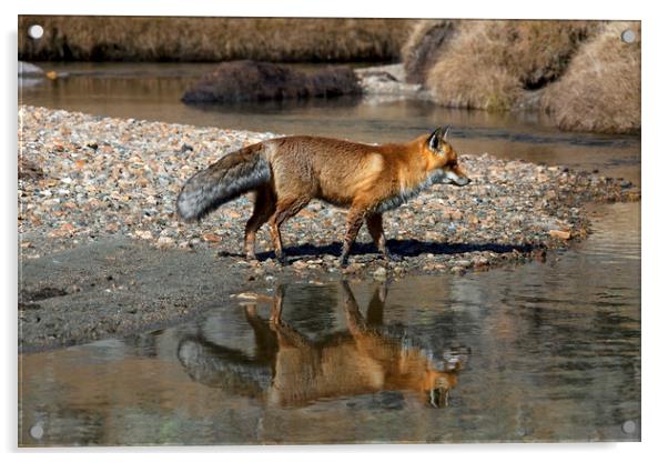 Red Fox Reflected in River Acrylic by Arterra 