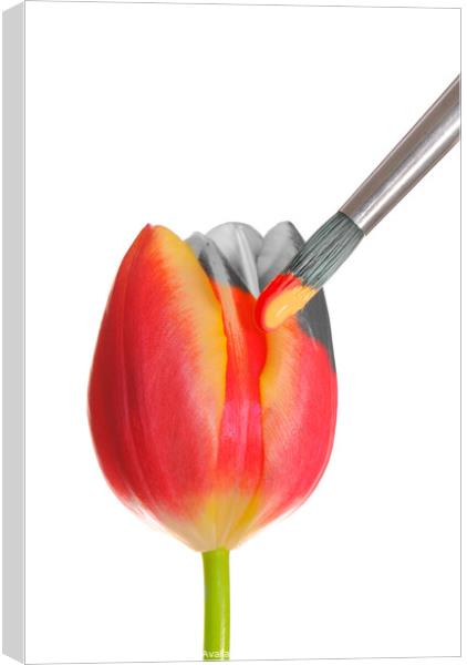 Painted Spring Tulip Canvas Print by Amanda Elwell
