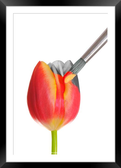 Painted Spring Tulip Framed Mounted Print by Amanda Elwell
