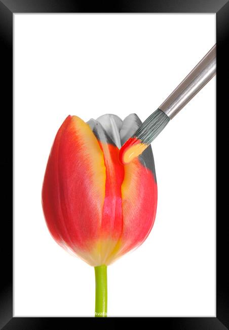 Painted Spring Tulip Framed Print by Amanda Elwell