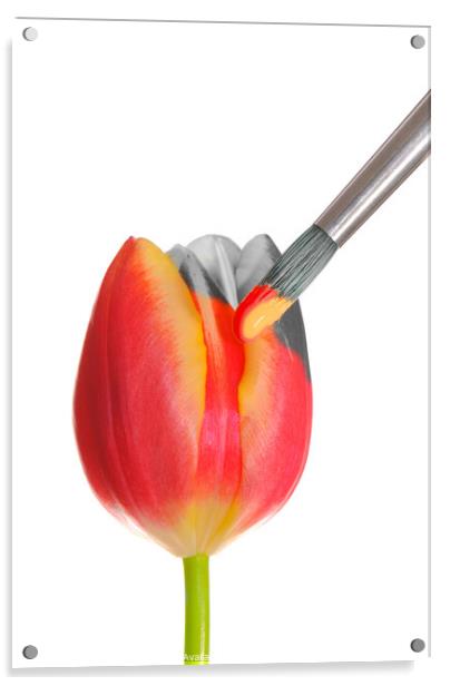 Painted Spring Tulip Acrylic by Amanda Elwell