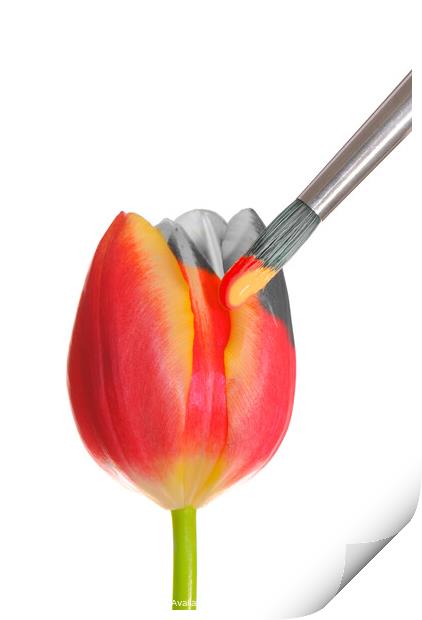 Painted Spring Tulip Print by Amanda Elwell