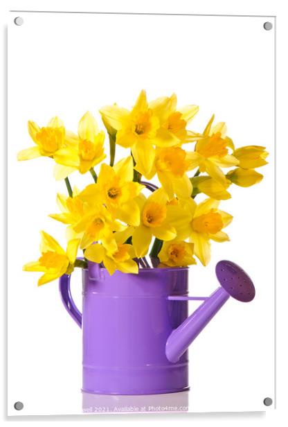Daffodil Display Acrylic by Amanda Elwell