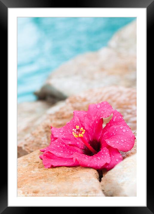 Wet Hibiscus Flower Framed Mounted Print by Amanda Elwell