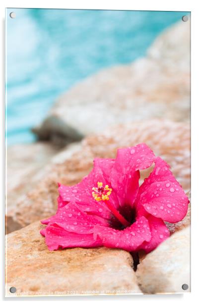 Wet Hibiscus Flower Acrylic by Amanda Elwell