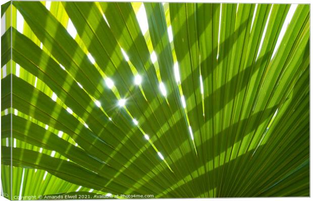 Tropical Palm Leaf Canvas Print by Amanda Elwell