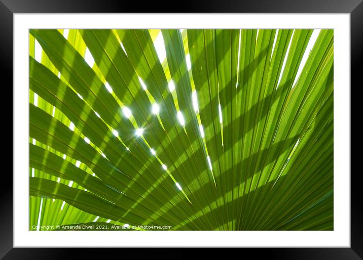 Tropical Palm Leaf Framed Mounted Print by Amanda Elwell