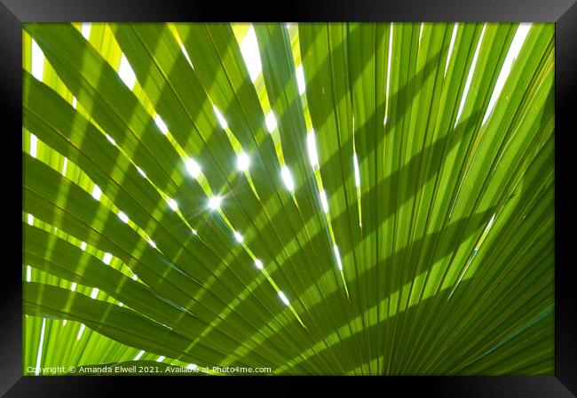 Tropical Palm Leaf Framed Print by Amanda Elwell