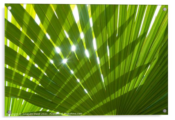 Tropical Palm Leaf Acrylic by Amanda Elwell