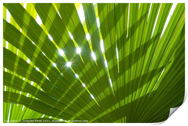 Tropical Palm Leaf Print by Amanda Elwell
