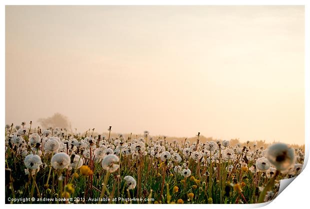 Dandelions in the mist Print by andrew bowkett