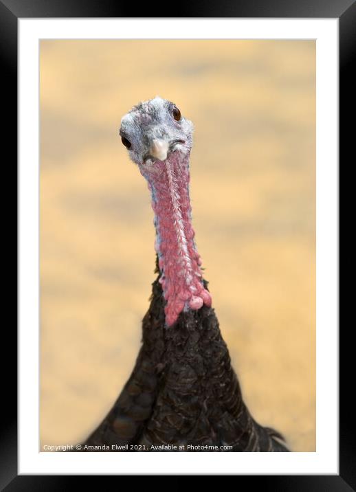 Inquisitive Turkey Framed Mounted Print by Amanda Elwell