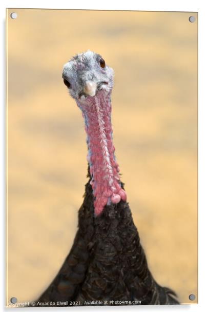 Inquisitive Turkey Acrylic by Amanda Elwell