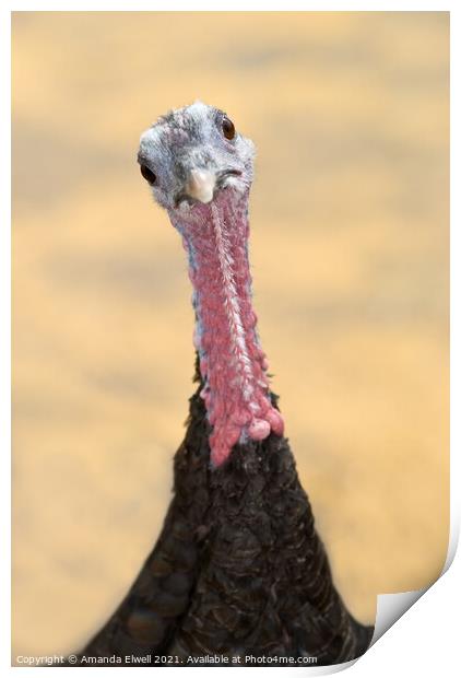 Inquisitive Turkey Print by Amanda Elwell