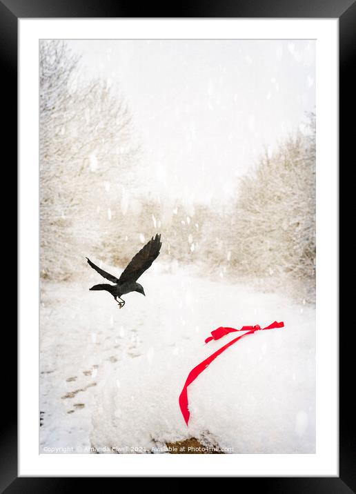 Jackdaw In Snow Framed Mounted Print by Amanda Elwell