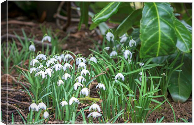 Snowdrops in a Woodland Canvas Print by Jim Key