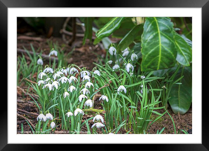 Snowdrops in a Woodland Framed Mounted Print by Jim Key