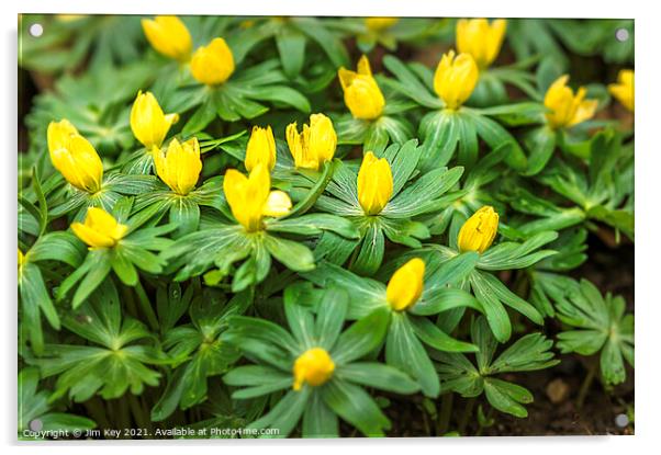 Carpet of Aconites in Woodland Close Up Acrylic by Jim Key