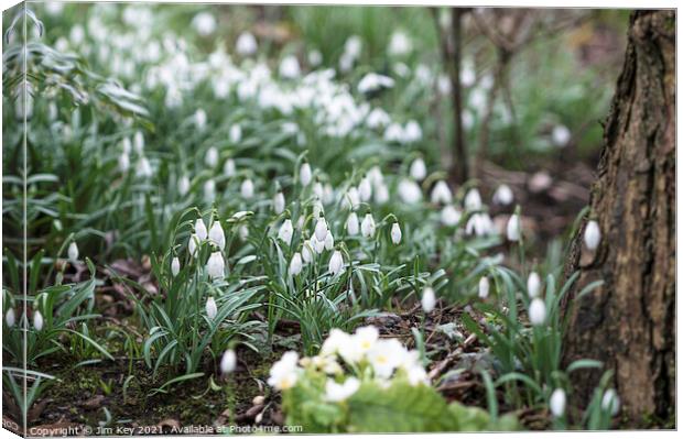 Snowdrops in a Woodland  Canvas Print by Jim Key