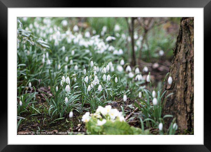 Snowdrops in a Woodland  Framed Mounted Print by Jim Key