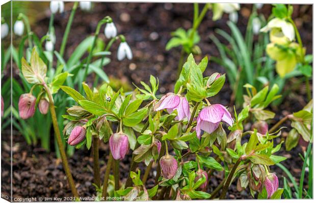 Snowdrops and Hellebores Close Up Canvas Print by Jim Key