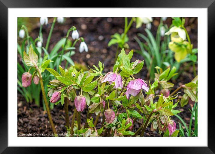 Snowdrops and Hellebores Close Up Framed Mounted Print by Jim Key