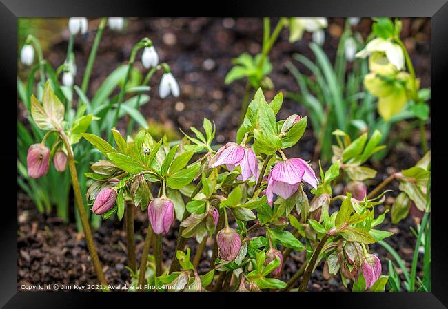 Snowdrops and Hellebores Close Up Framed Print by Jim Key
