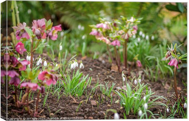 Hellebores and Snowdrops Close Up Canvas Print by Jim Key