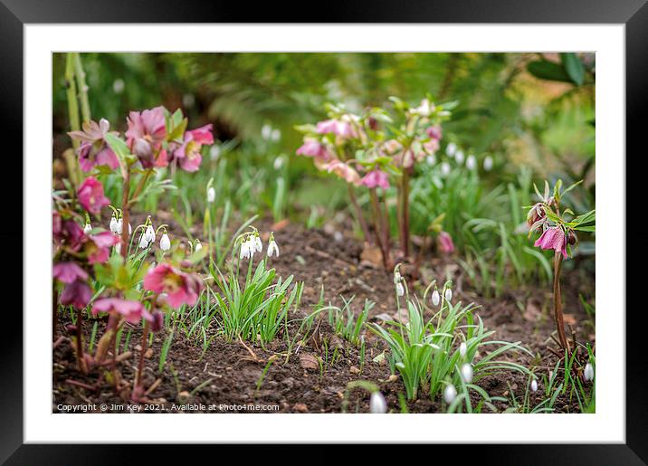 Hellebores and Snowdrops Close Up Framed Mounted Print by Jim Key