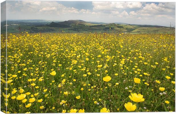 Knee Deep in Buttercups Canvas Print by Wayne Molyneux
