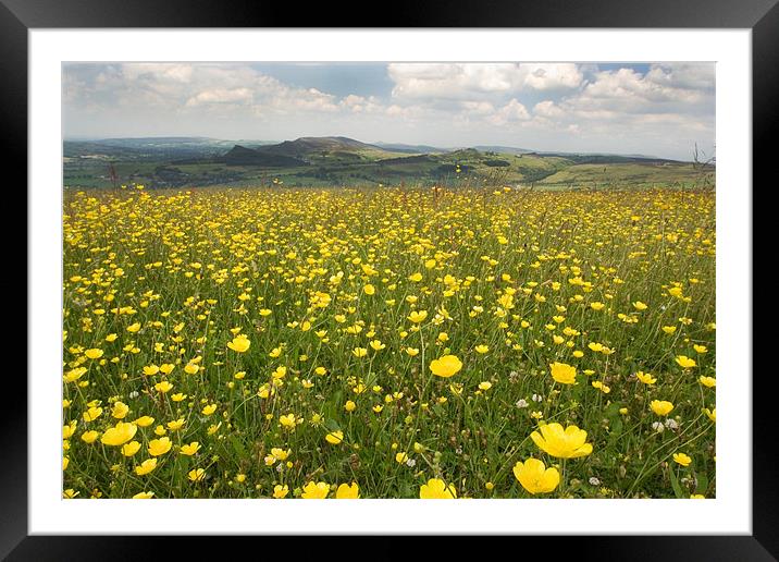 Knee Deep in Buttercups Framed Mounted Print by Wayne Molyneux