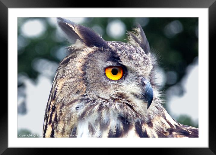 Eagle Owl Framed Mounted Print by Tracey Turner