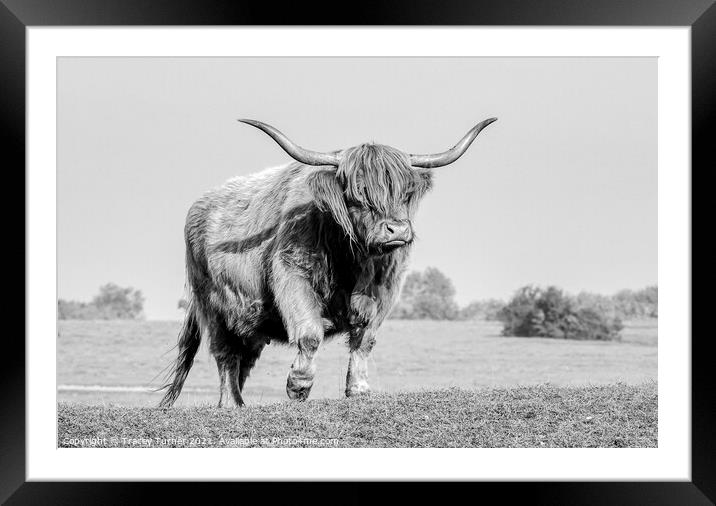 Highland Cow on Minchinhampton Common Framed Mounted Print by Tracey Turner