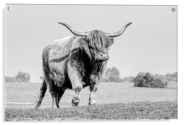 Highland Cow on Minchinhampton Common Acrylic by Tracey Turner