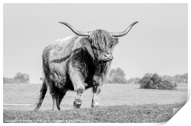 Highland Cow on Minchinhampton Common Print by Tracey Turner