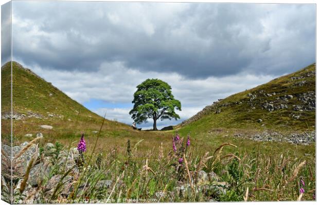 Sycamore Gap on Hadrian's Wall Canvas Print by Tracey Turner